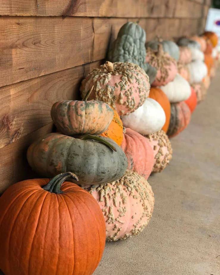 Bush n Vine Farm-top things to do in South Carolina in the fall 