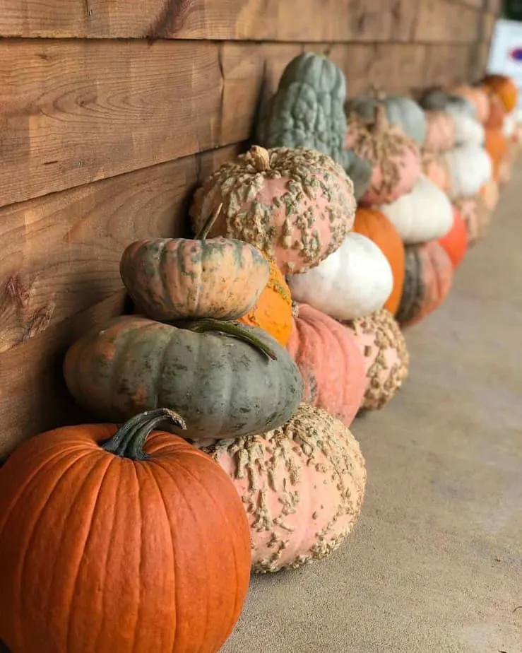 Bush n Vine Farm-top things to do in South Carolina in the fall 