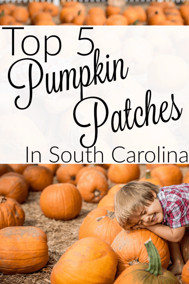 Pumpkin patches in South Carolina