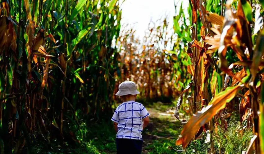 Corn Maze things to do in South Carolina in the fall