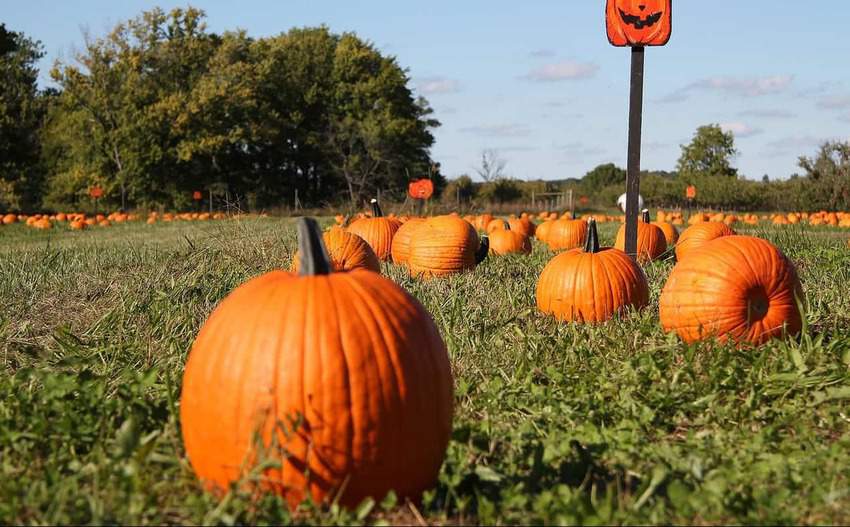 pumpkin patch, things to do in South Carolina in the fall