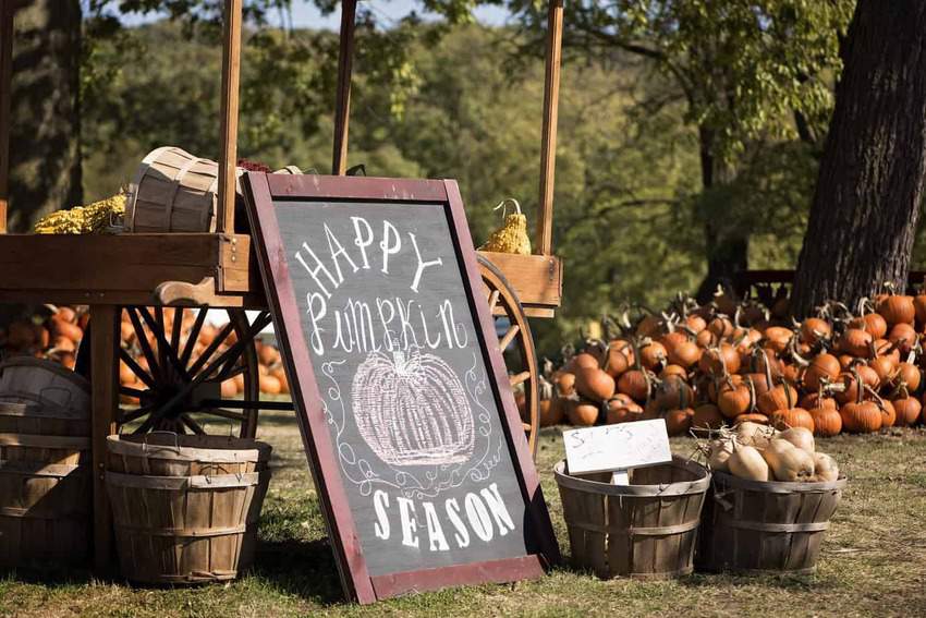 pumpkin patches in south carolina
