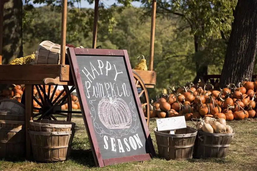 pumpkin patches in south carolina