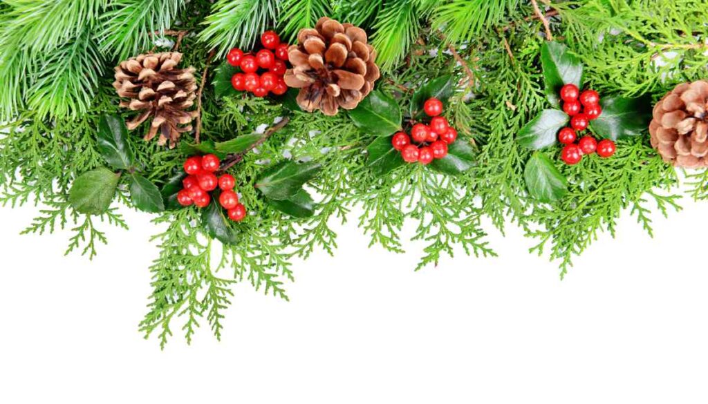 An assortment of Christmas greenery