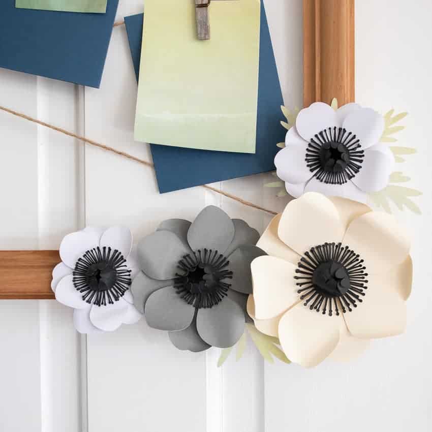 close up of paper anemone flowers