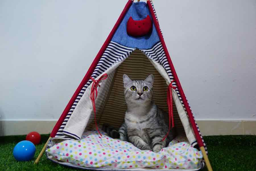 Cat Tent
