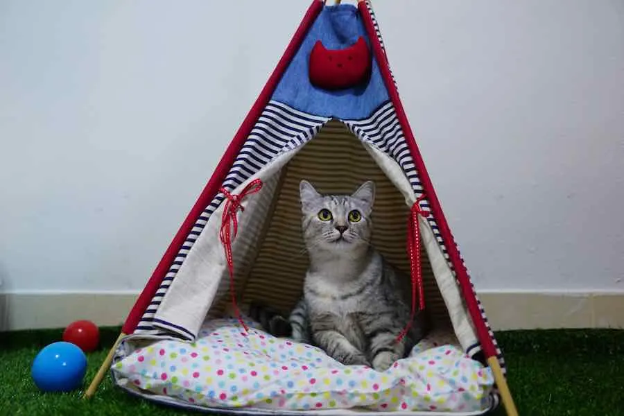 Cat Tent