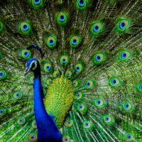 Peacock Blue