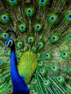 8 Ways To Decorate Your Home With Peacock Blue