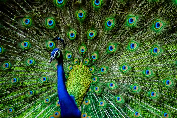 Peacock Blue