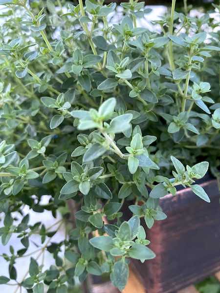 Fresh Thyme straight from the herb garden. 