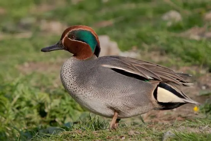 a common teal duck, for which the color is believed to be named.