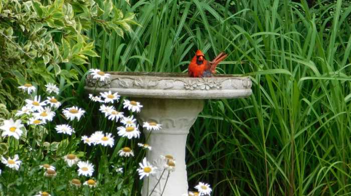 cream colored bird bath with a cardinal on it