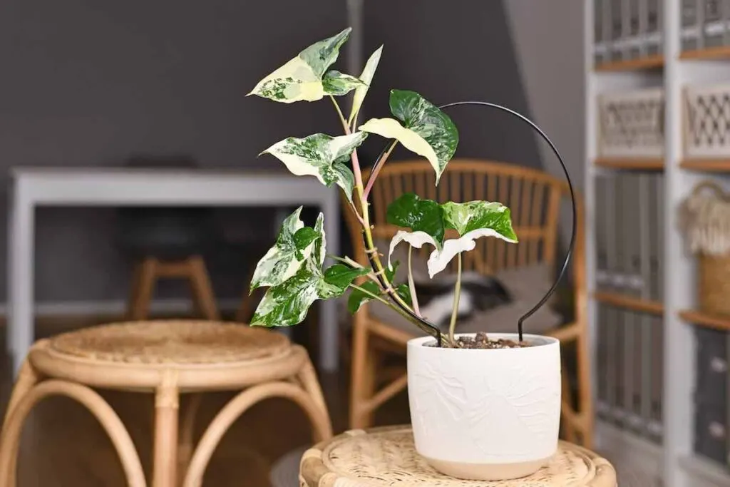 Plants in living room