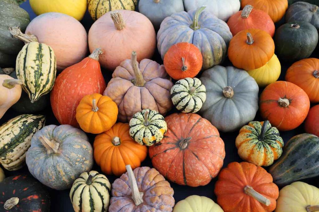 Pumpkins and gourds