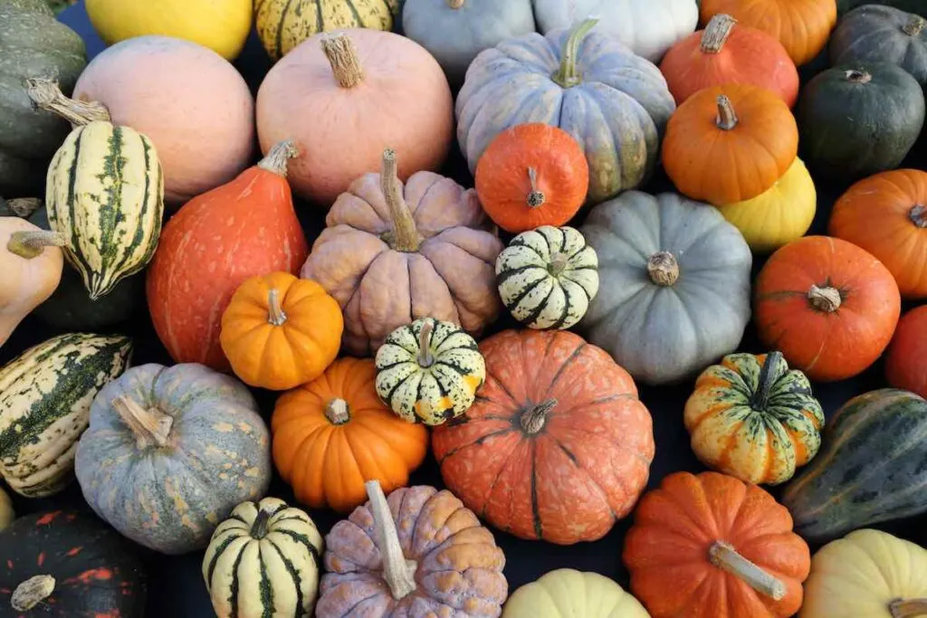 Pumpkins and gourds