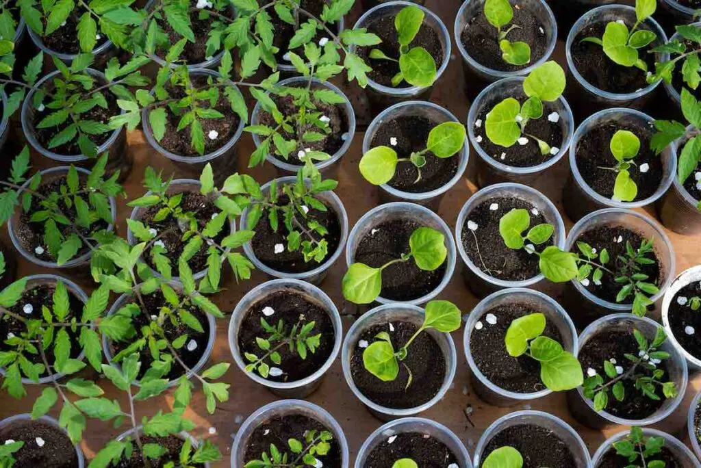 Seedlings