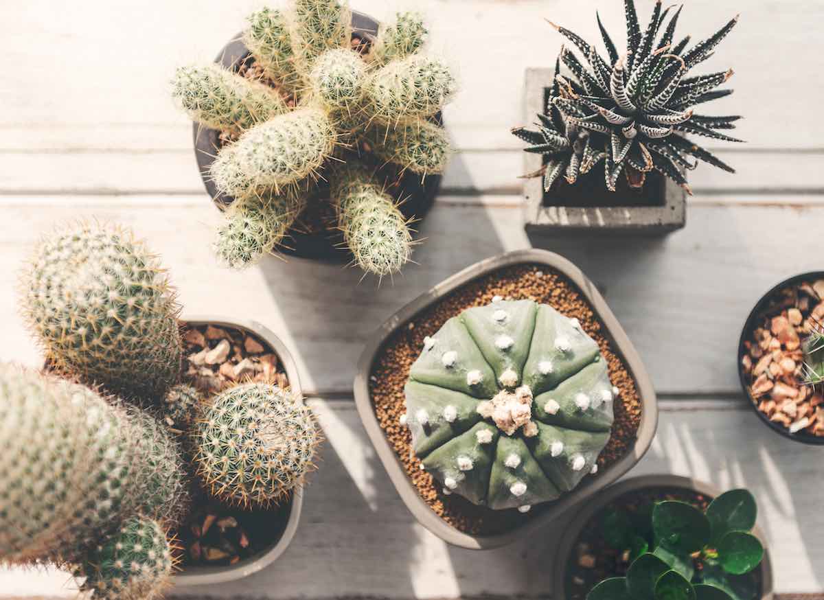 Cacti and succulents
