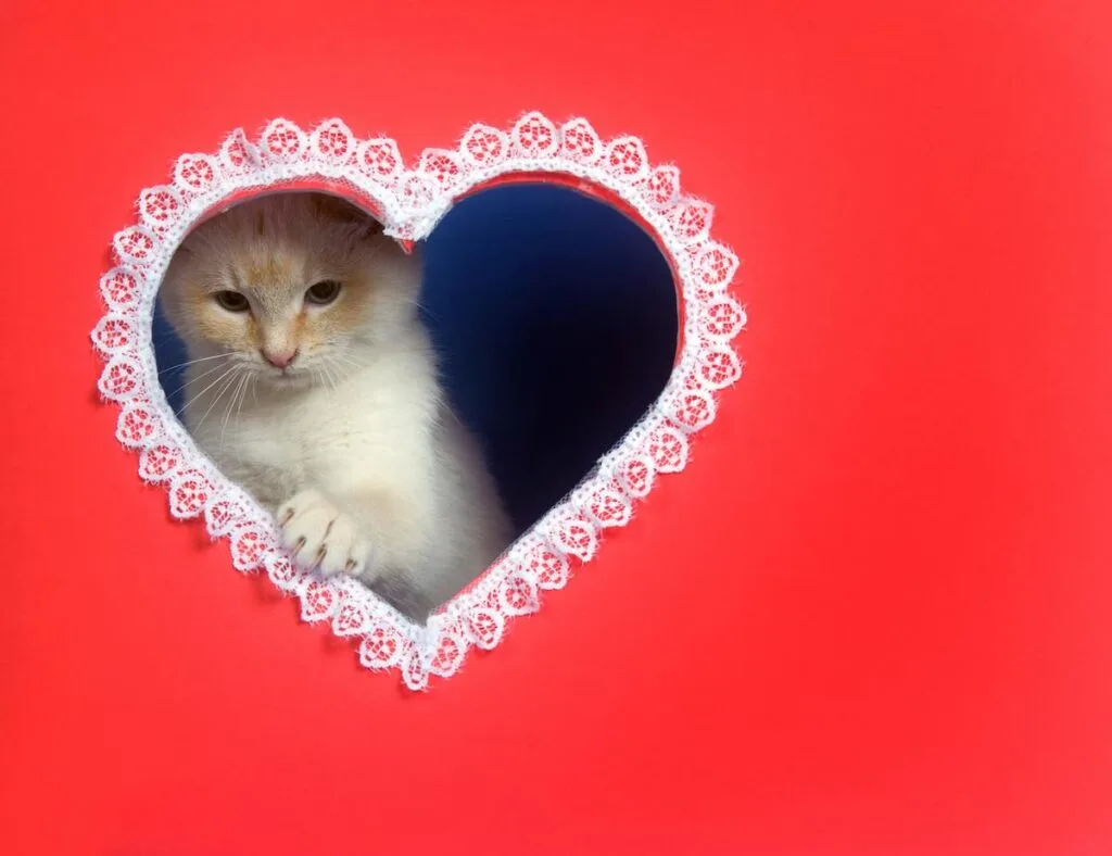 Cat Valentine