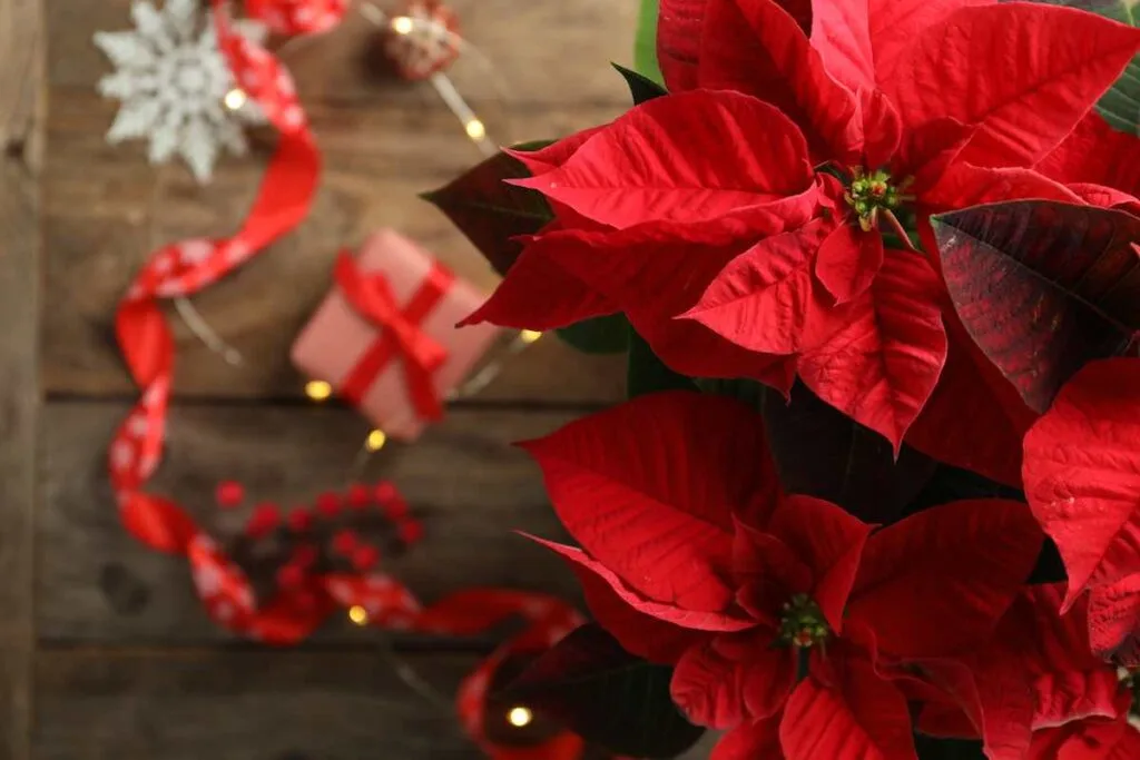 Pointsettia flowers