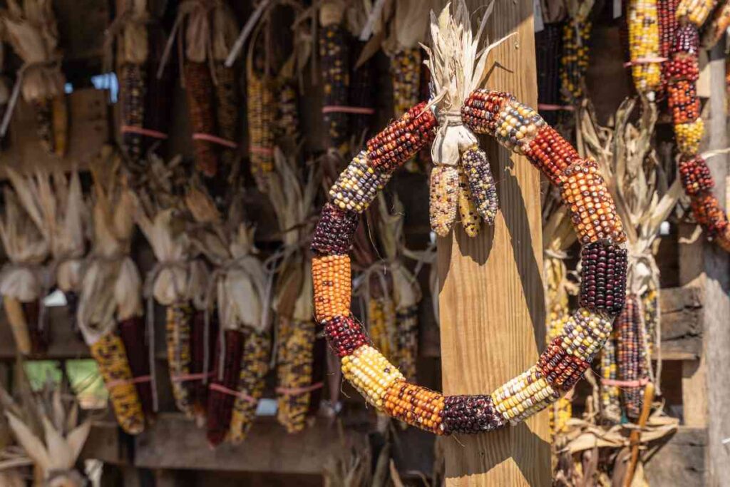 Fall wreath with corn