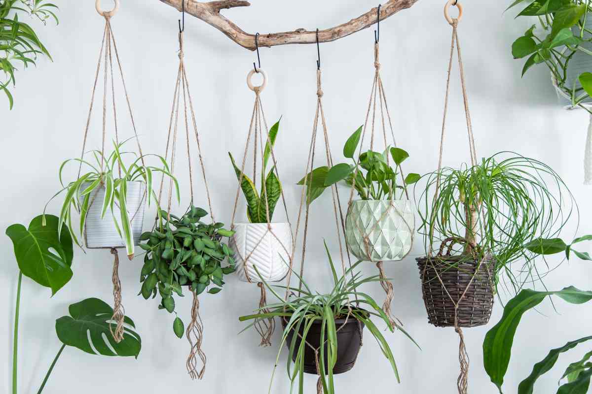Driftwood with several examples of how to make macrame plant hangers