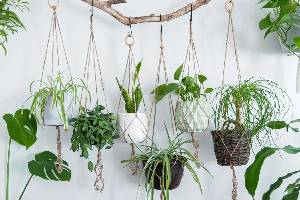 Driftwood with several examples of how to make macrame plant hangers